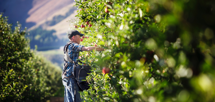 Apples & Pears Website